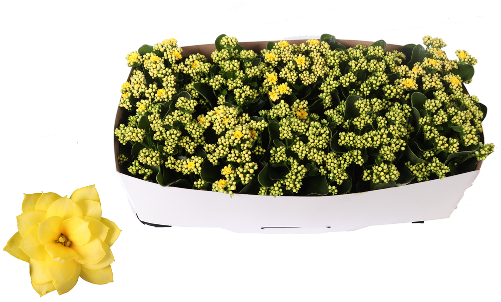 Kalanchoe Rosalina 12cm Don Amarillo geel, Traykra.