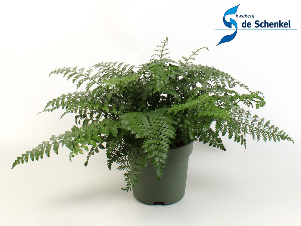 Asplenium Parvati.