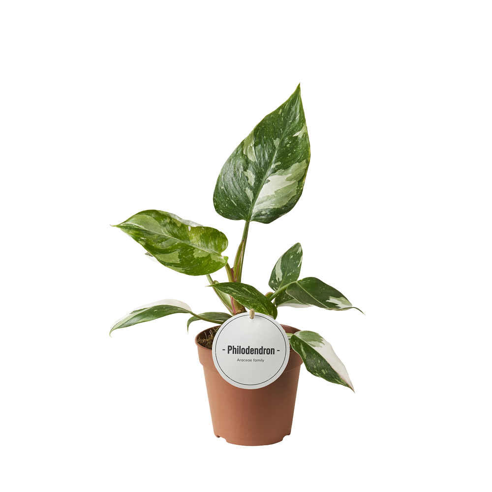 Philodendron White Princess.