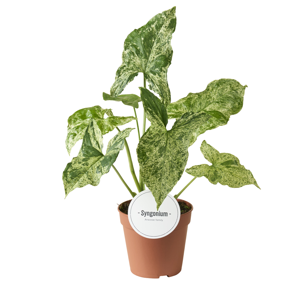 Syngonium Mottled.