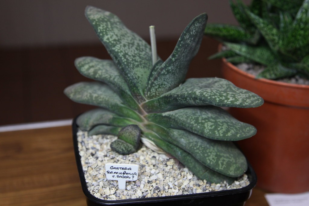 Gasteria brachyphylla.