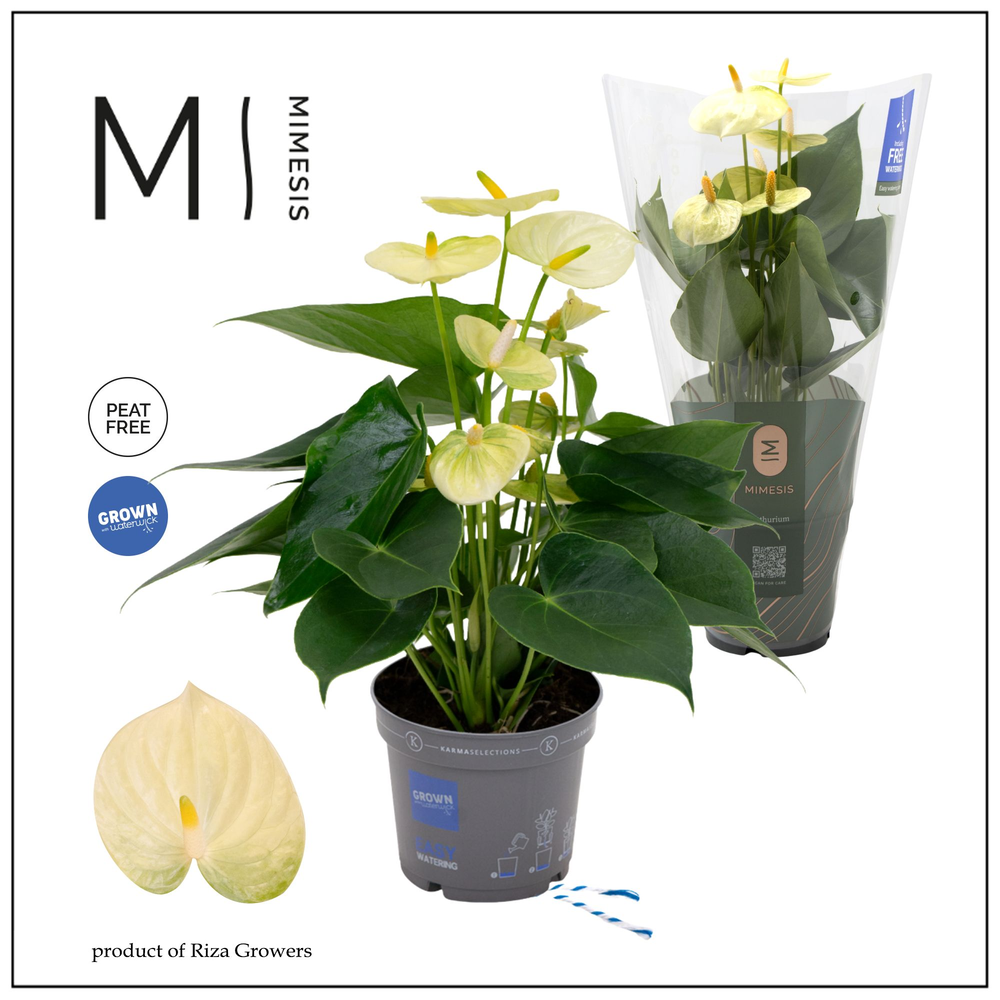 Mimesis Anthurium KARMA Lime - 12cm.