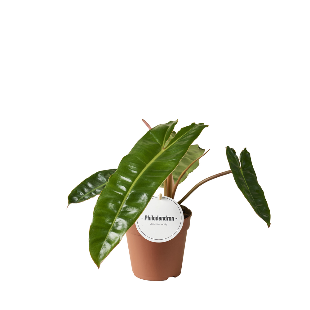 Philodendron Billietiae.