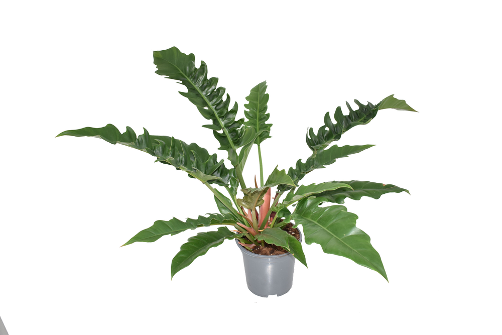 Philodendron Narrow Escape.