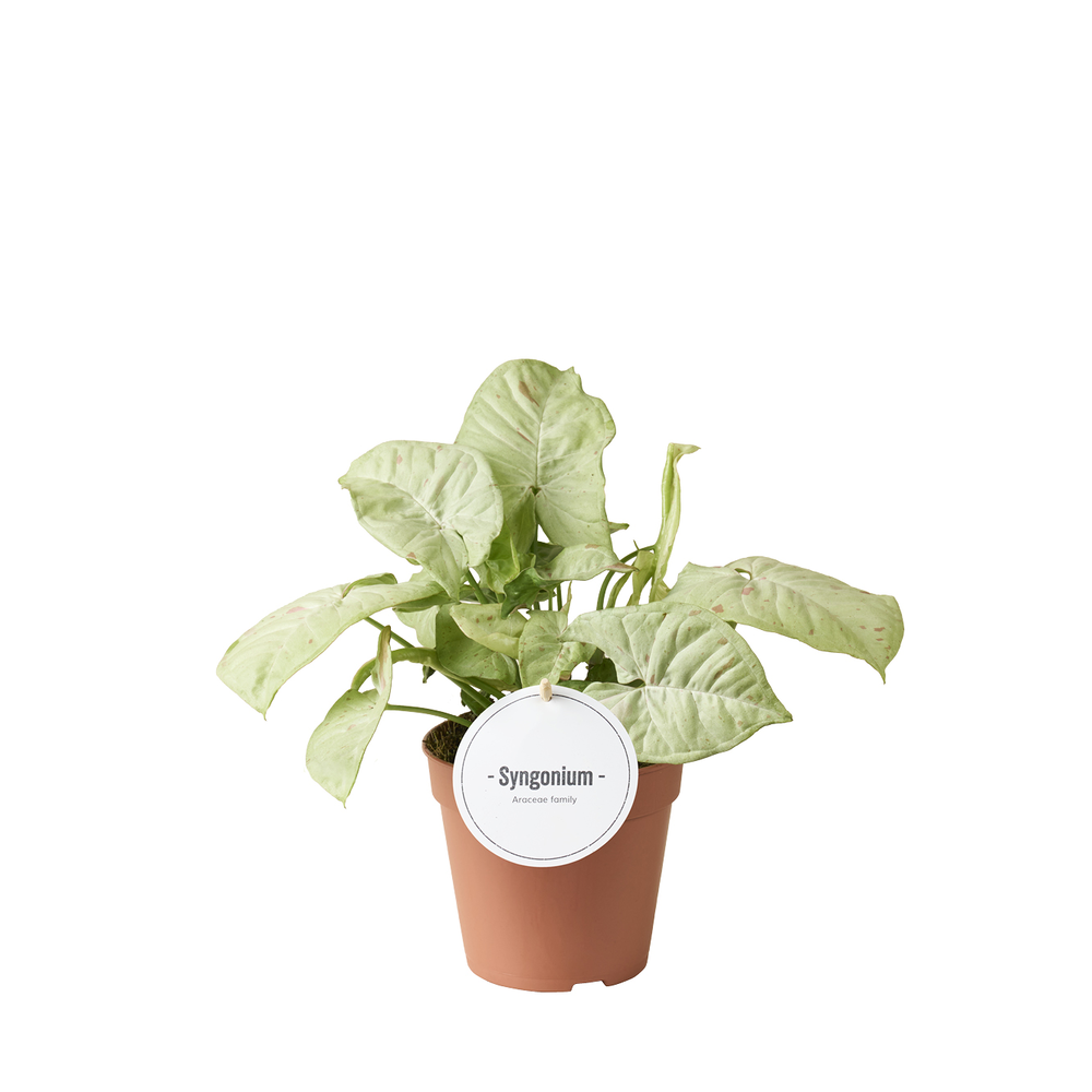 Syngonium Confetti.