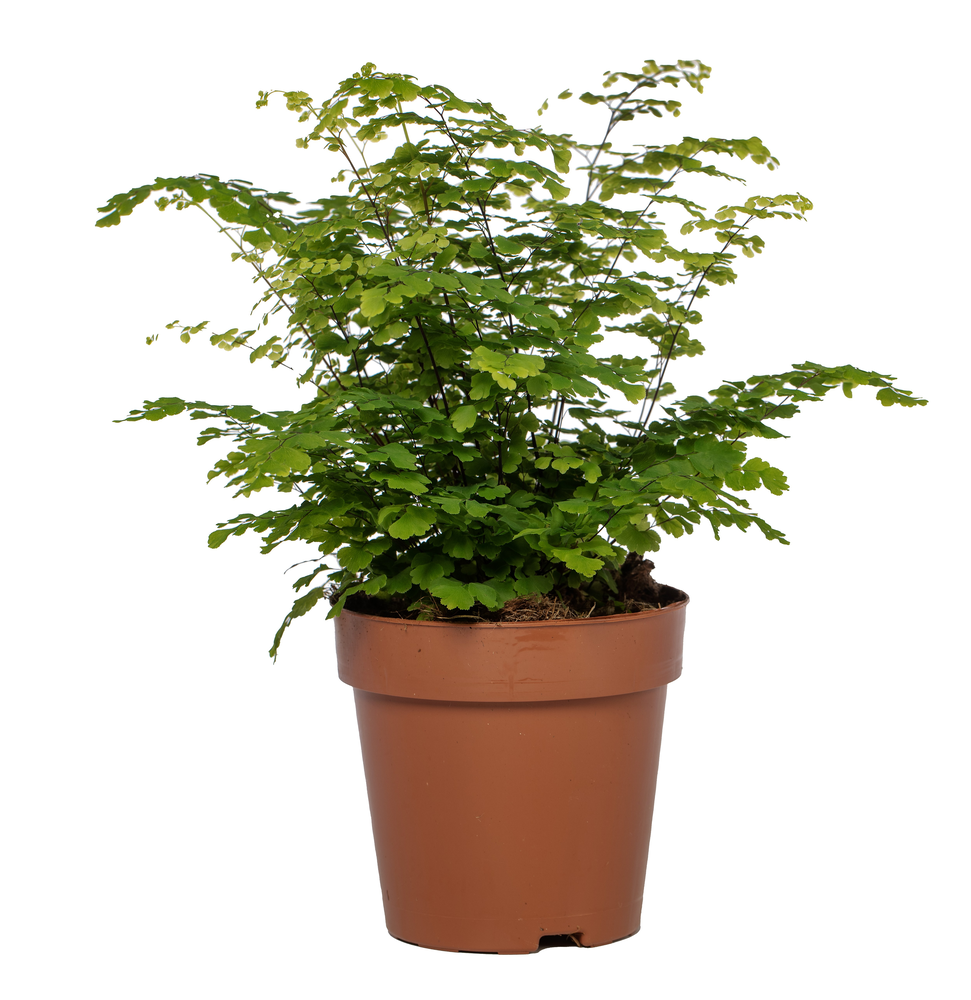 Adiantum Fritz Luthi.