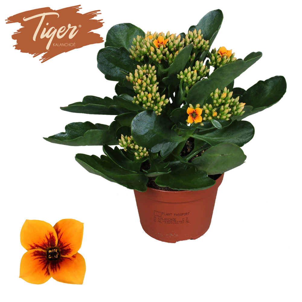 Kalanchoe Tiger - 10,5 cm Orange.