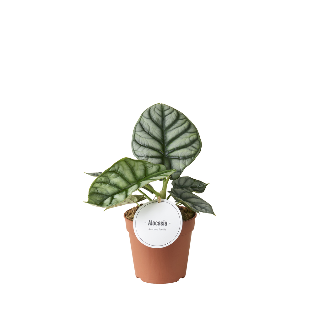 Alocasia Silver Dragon.