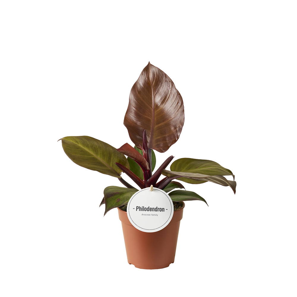 Philodendron McColley's Finale.