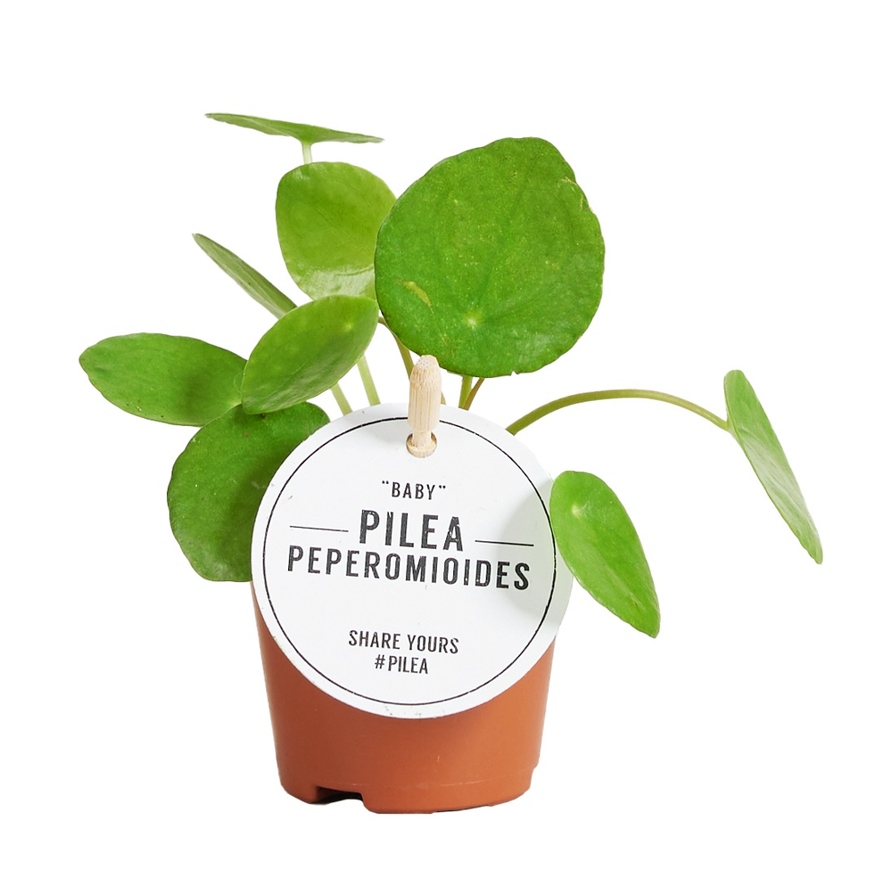 Pilea Peperomioides Baby.