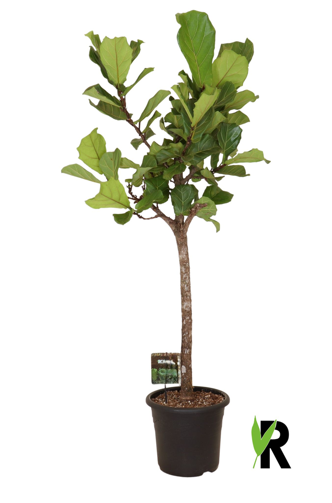 Ficus Lyrata op stam.