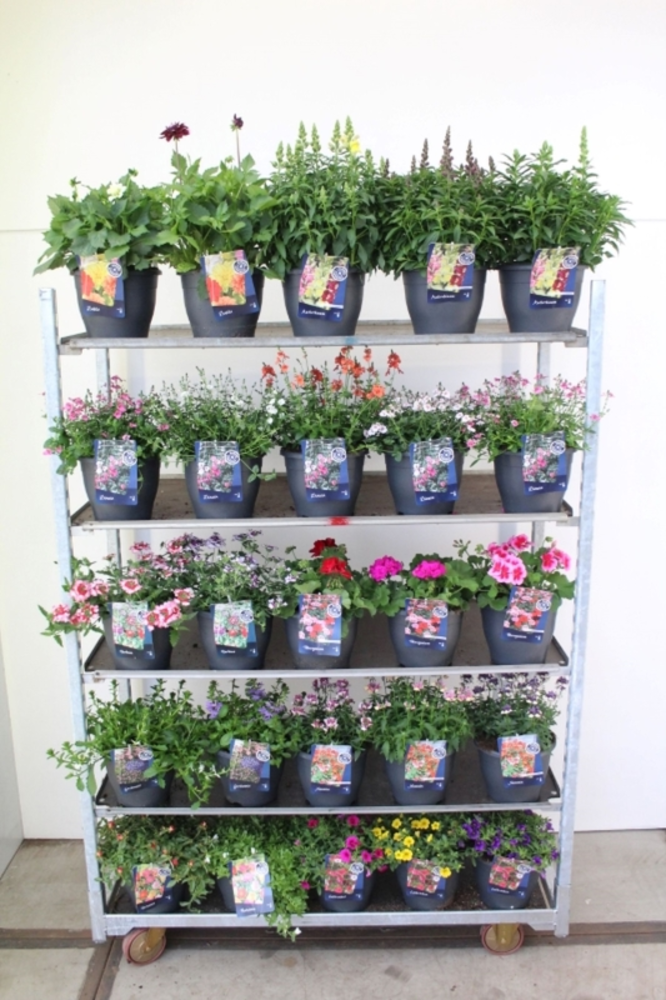 Perkplanten mix.