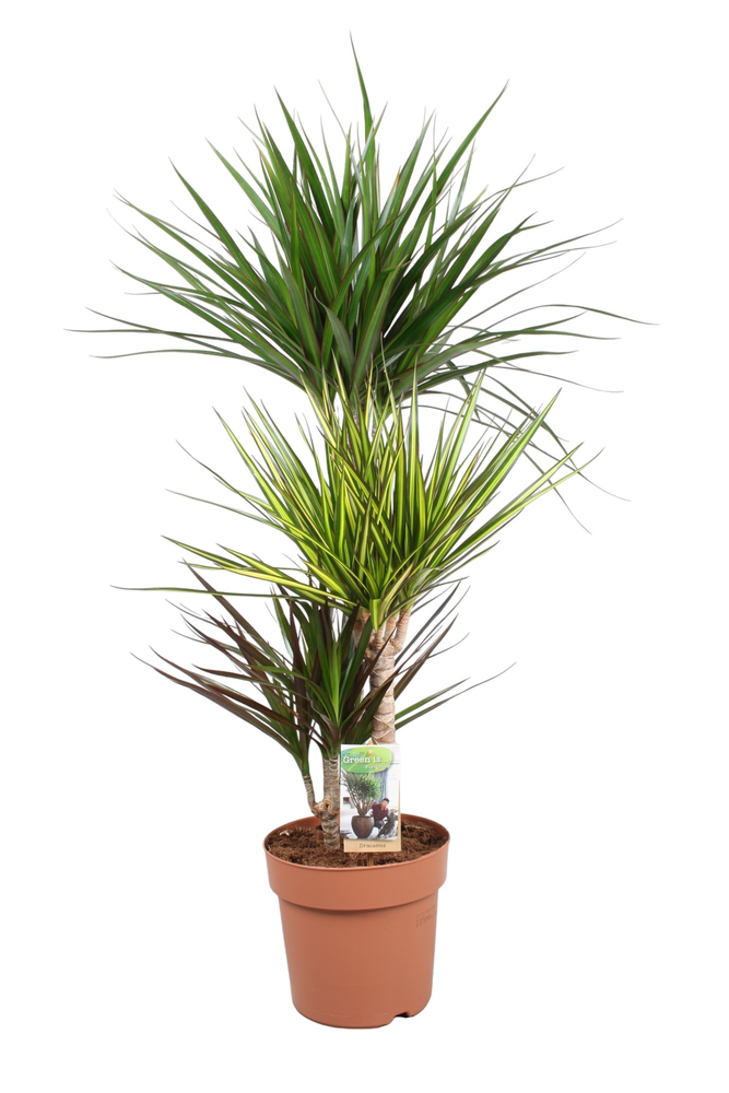 Dracaena Carnaval 60-30-15 (Marginata, Sunray, Mag.