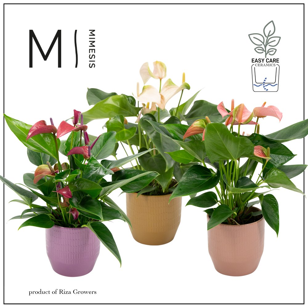 Anthurium - Karma Multiflora Mix | Waterreservoir.