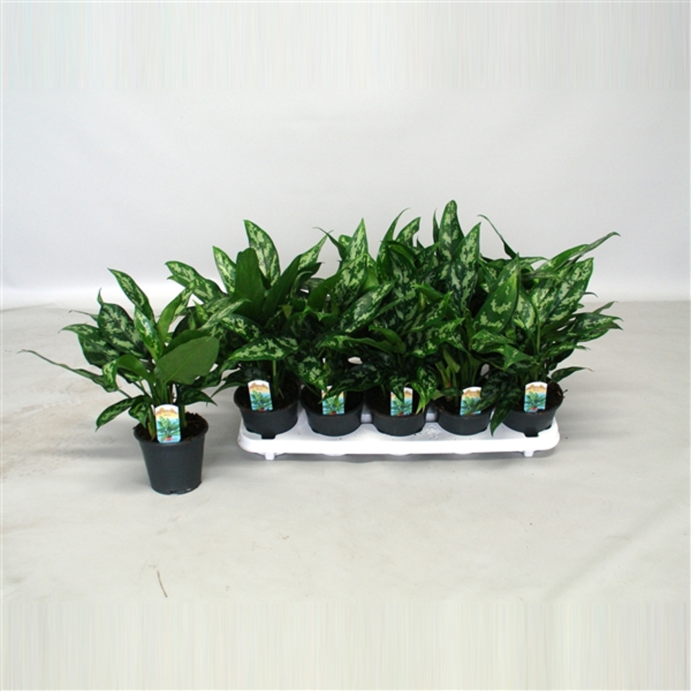 Aglaonema Maria.