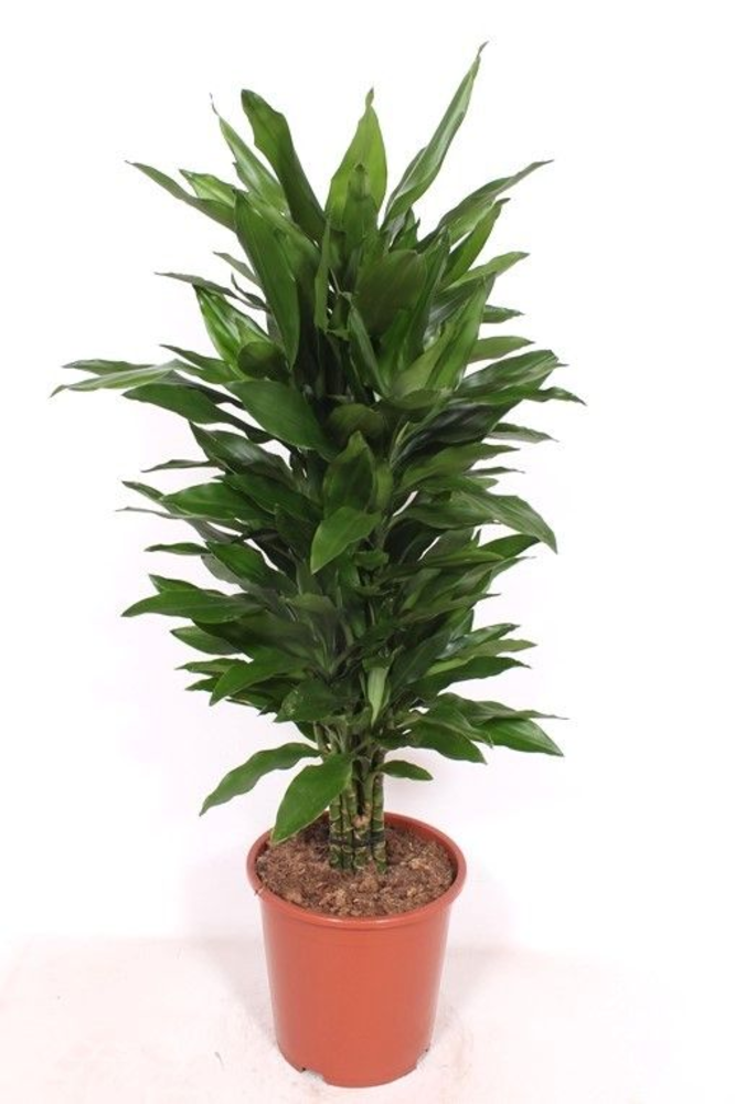 Dracaena Janet Lind.