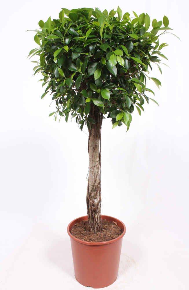 Ficus Nitida.
