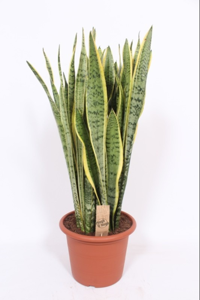 Sansevieria Laurentii.