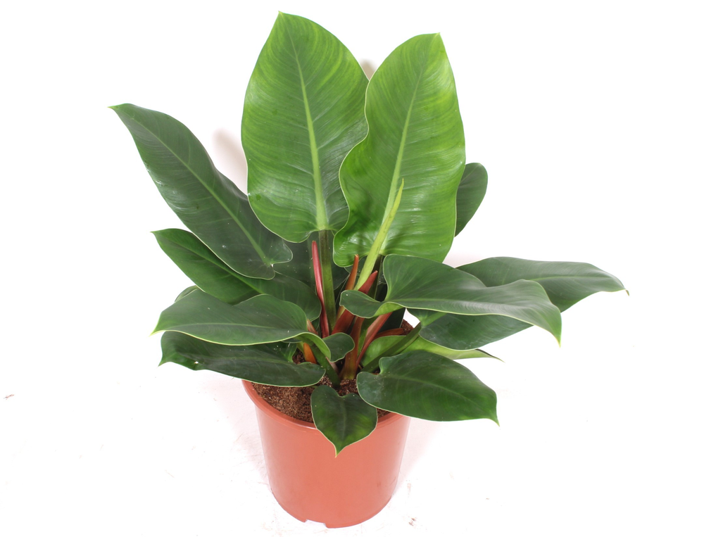 Philodendron Imperial Green.