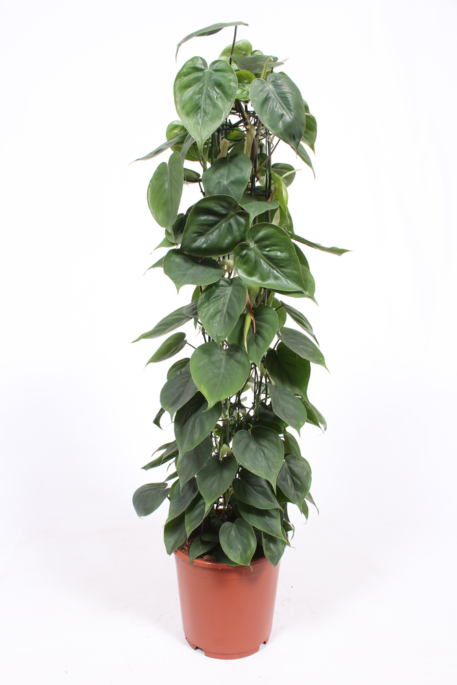 Philodendron scandens.