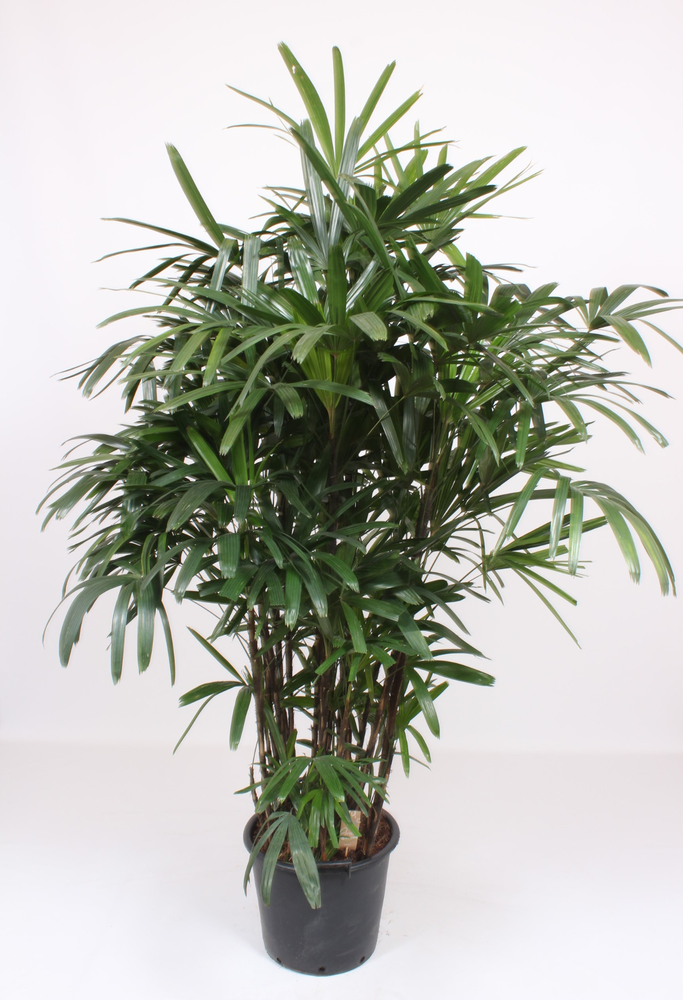 Rhapis excelsa.