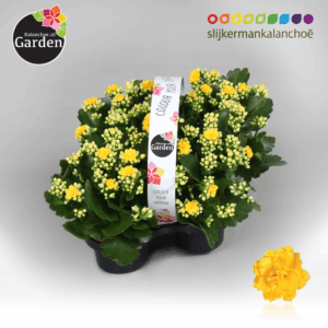 Garden Kalanchoe - Yellow 4-pack
