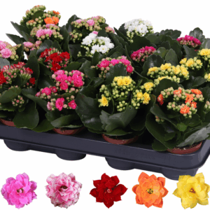 Kalanchoe Rosalina 07cm mix, zonder hoes