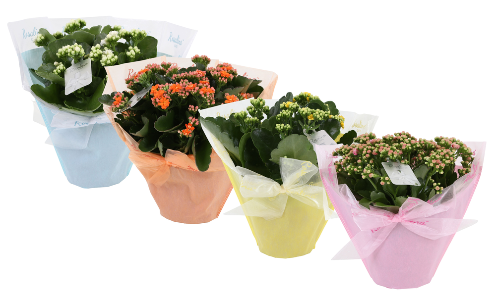 KP-730.4 - Kalanchoe Rosalina 15cm in Pastel Gifts.