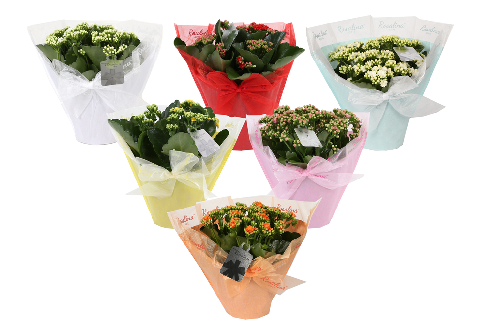 KP-730.1 -Kalanchoe Rosalina 15cm in Pastel Gifts.