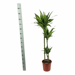Dracaena lemon lime 'Jumbo' 90-60-30 140