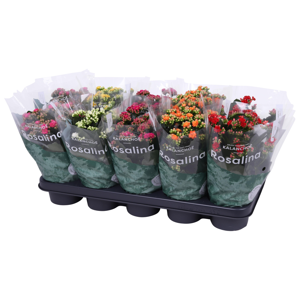 Kalanchoe Rosalina 12cm mix.