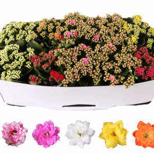 Kalanchoe Rosalina 12cm mix, traykraag