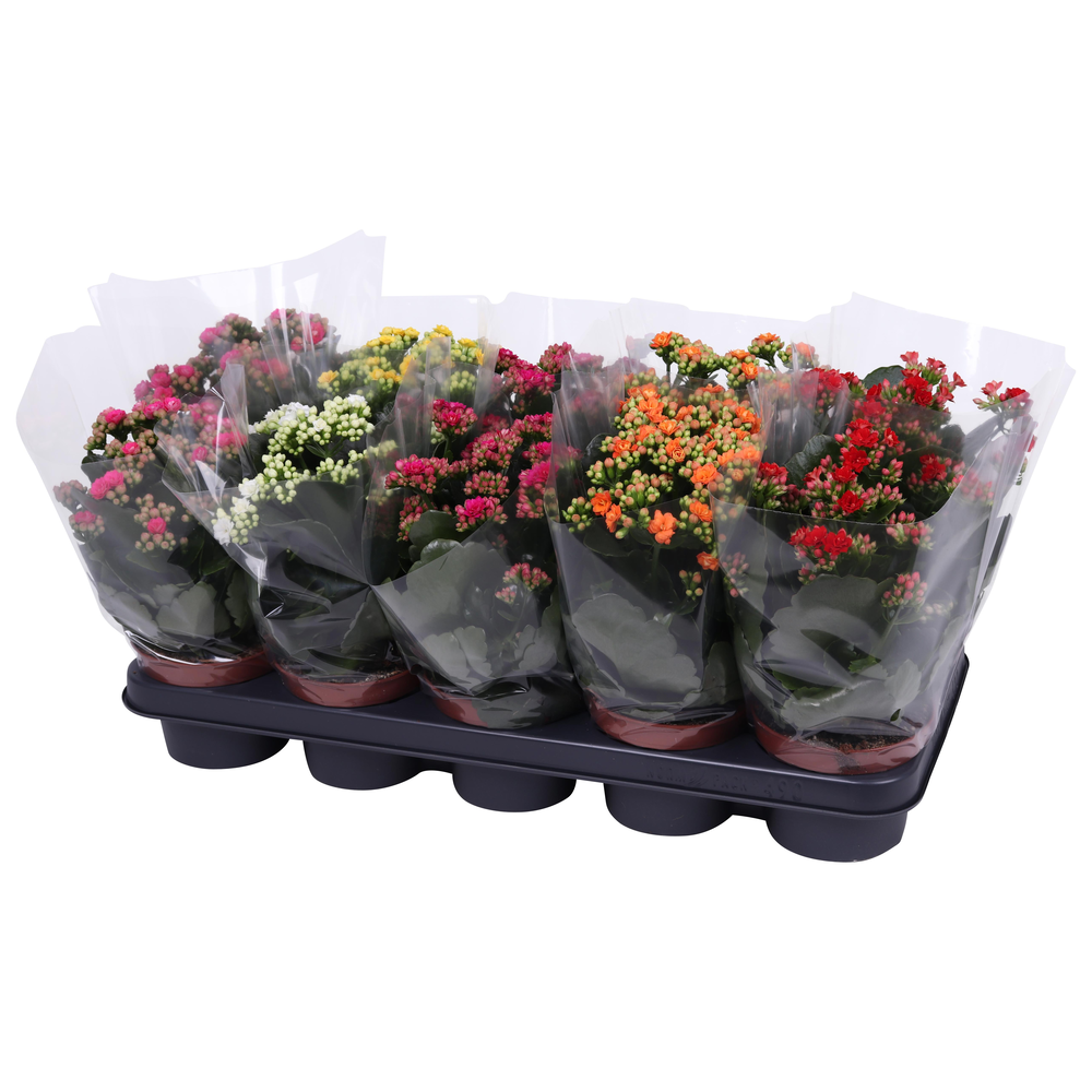 Kalanchoe Rosalina 12cm mix, blanco hoes.