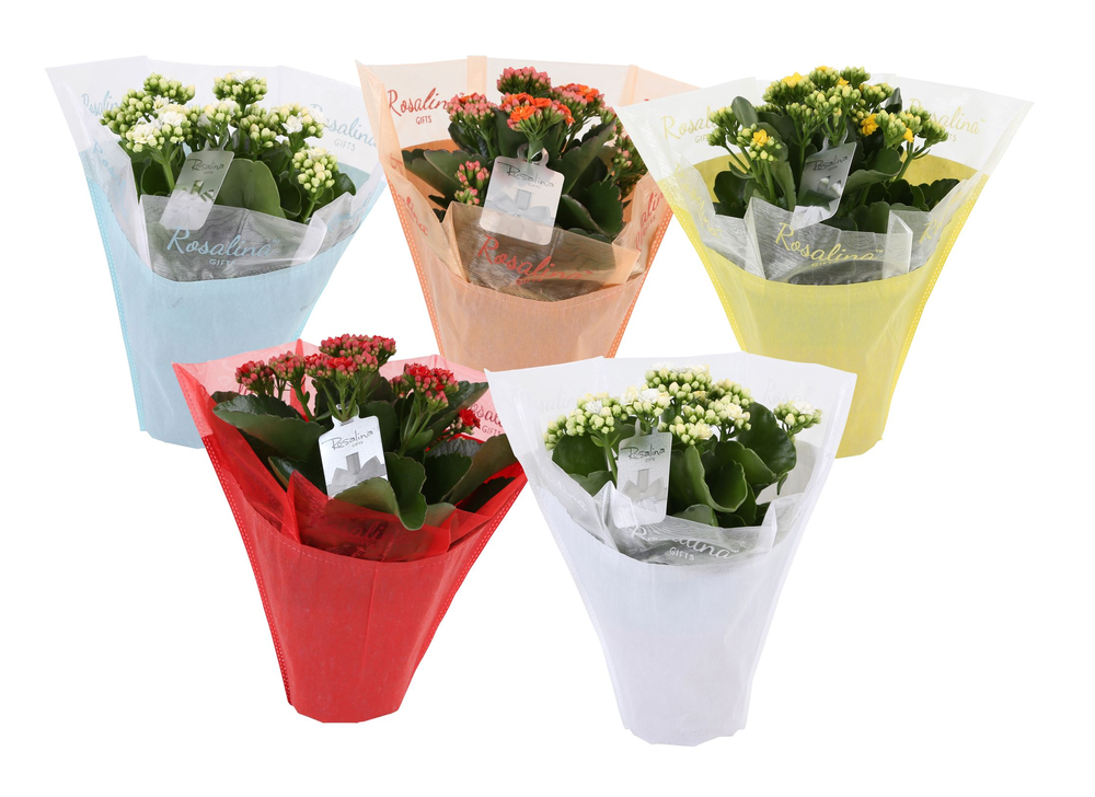 KP-729.1 - Kalanchoe Rosalina 12cm in pastel gifts.