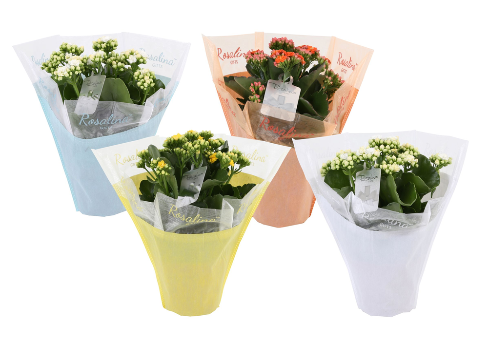KP-729.4 - Kalanchoe Rosalina 12cm in pastel gifts.