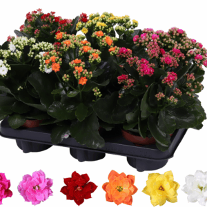 Kalanchoe Rosalina 12cm mix, zonder hoes