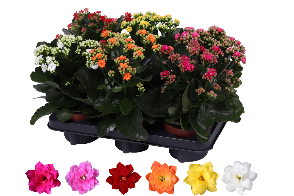 Kalanchoe Rosalina 12cm mix, zonder hoes.