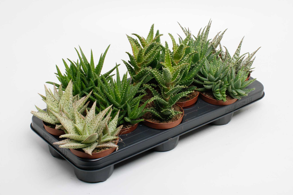 Aloe mix.