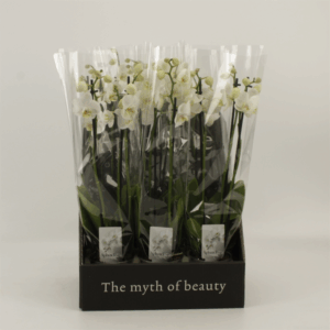 Phalaenopsis overig wit 3 tak wit in displaybox
