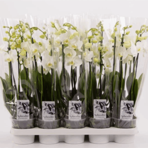 Phalaenopsis overig wit 4 tak wit shorty