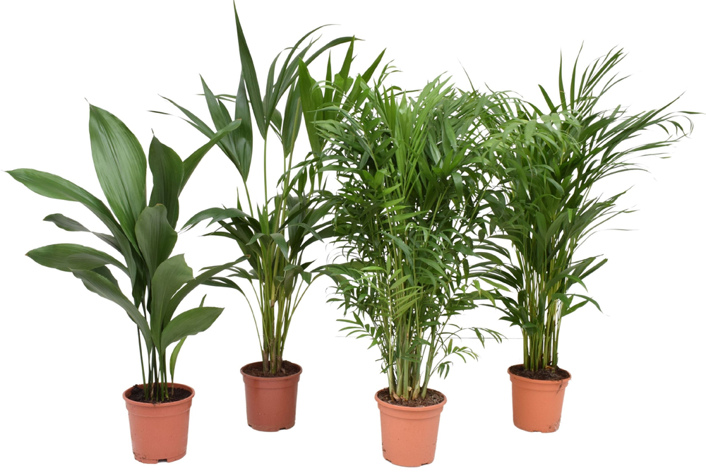 Kamerplanten mix P17 4 soorten.
