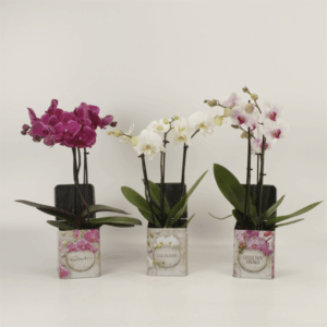 Phalaenopsis gemengd 3 tak gemengd in blik Barbara