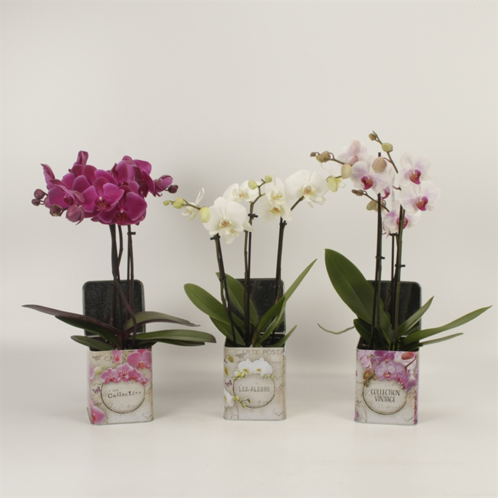 Phalaenopsis gemengd 3 tak gemengd in blik Barbara.