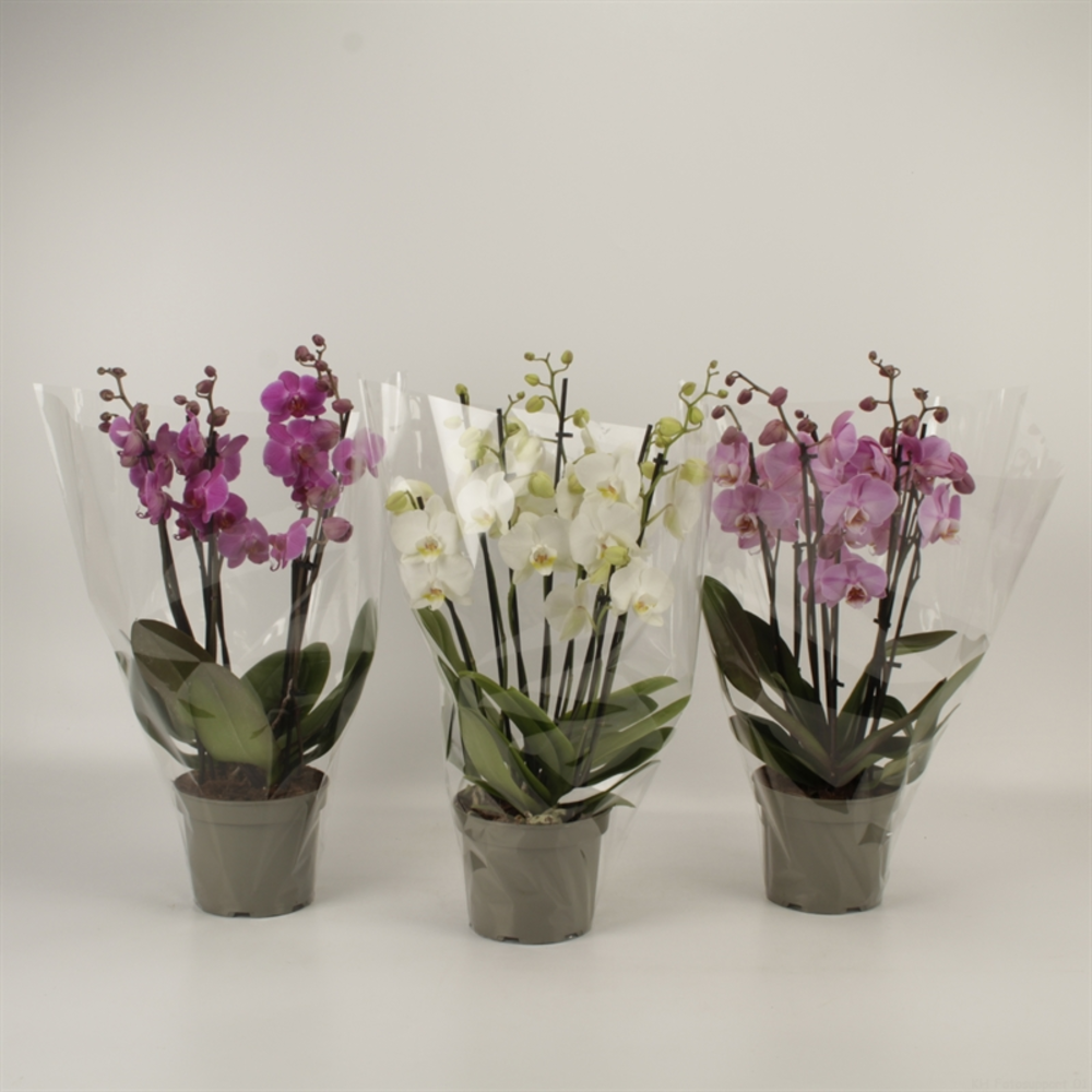 Phalaenopsis gemengd 8 tak gemengd in grijze kweek.