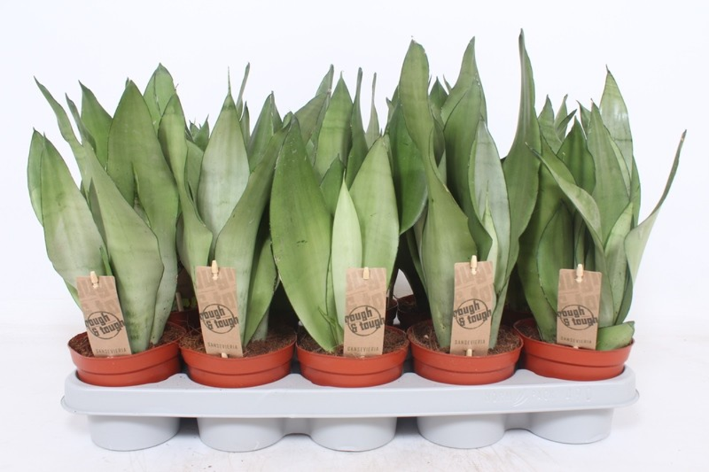 Sansevieria Moonshine.
