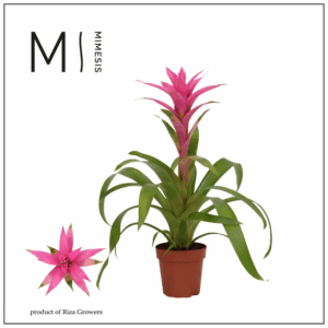 Mimesis Guzmania Suerte Cerise - 12 cm