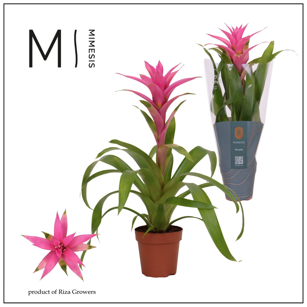 Mimesis Guzmania Suerte Cerise - 12 cm.