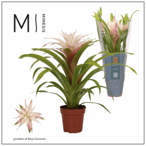 Mimesis Guzmania Deseo Magical white 12 cm