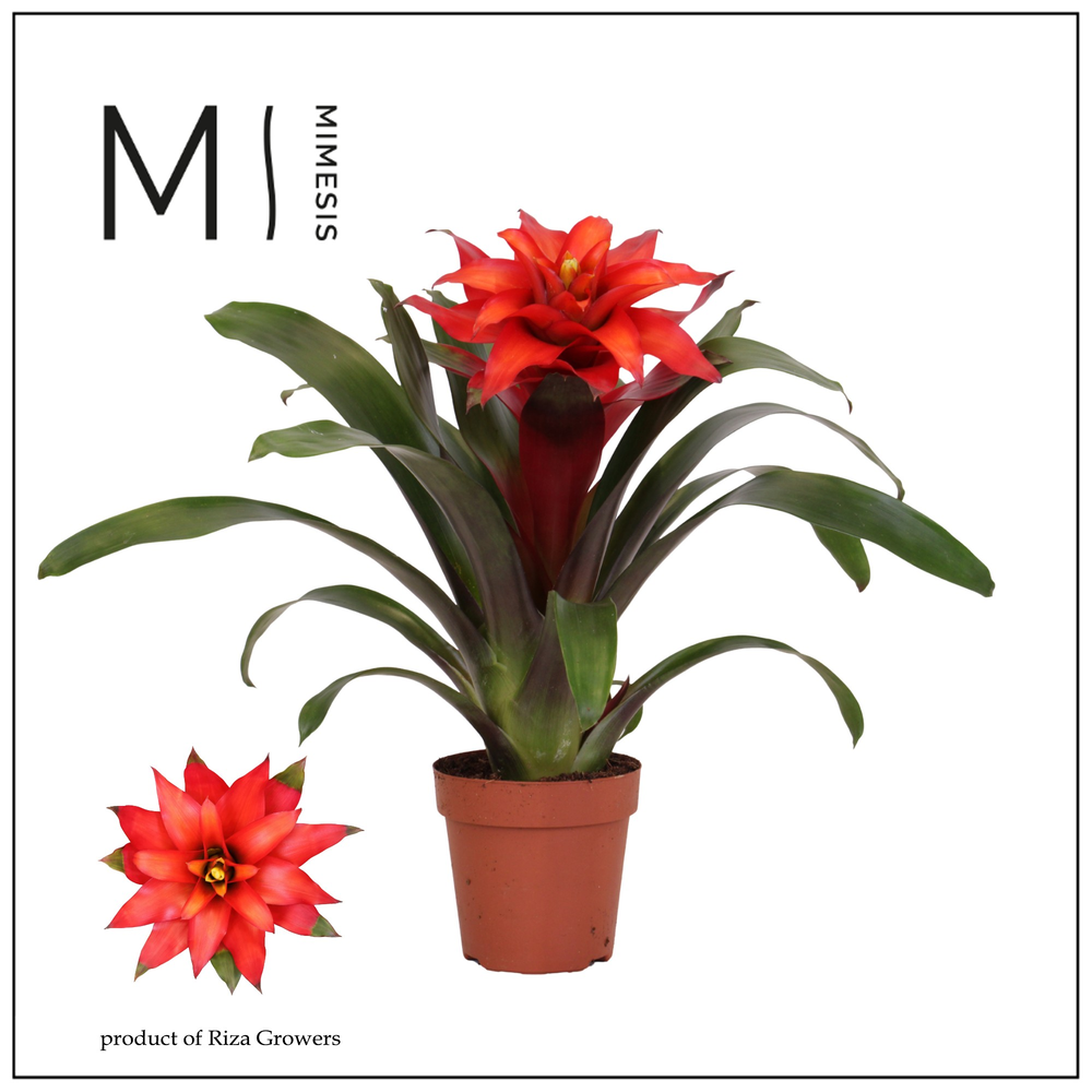 Mimesis Guzmania Fiero Red - 12 cm.