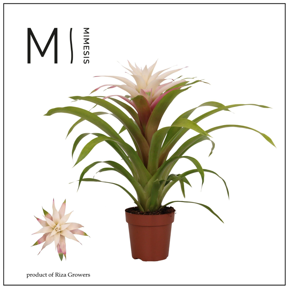 Mimesis Guzmania Deseo Magical white 12 cm.